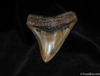 Inch Megalodon Tooth - Absolute Beauty #83-1